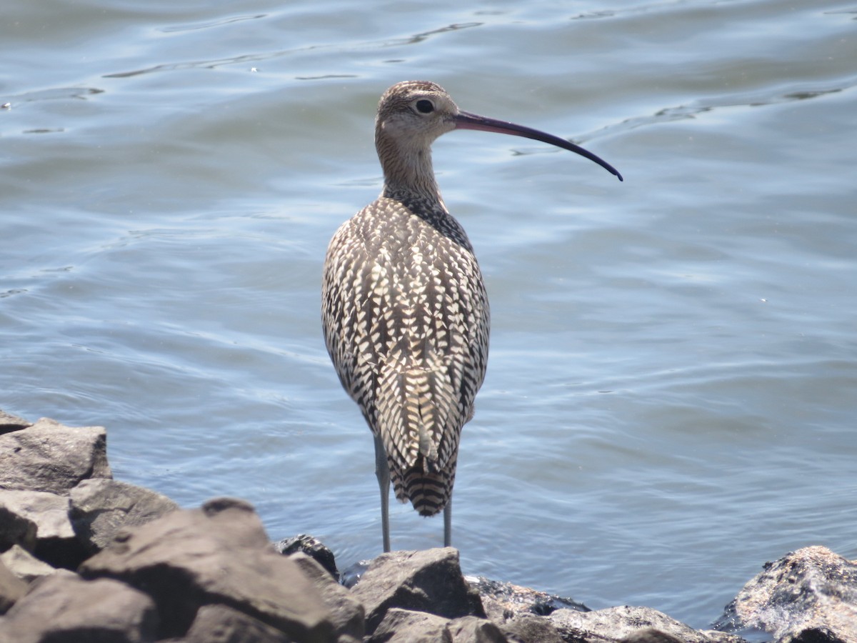 Long-billed Curlew - ML66600911