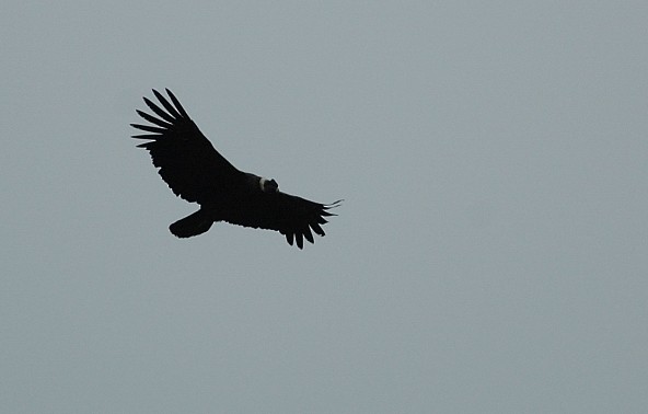 Andean Condor - Tor Egil Høgsås