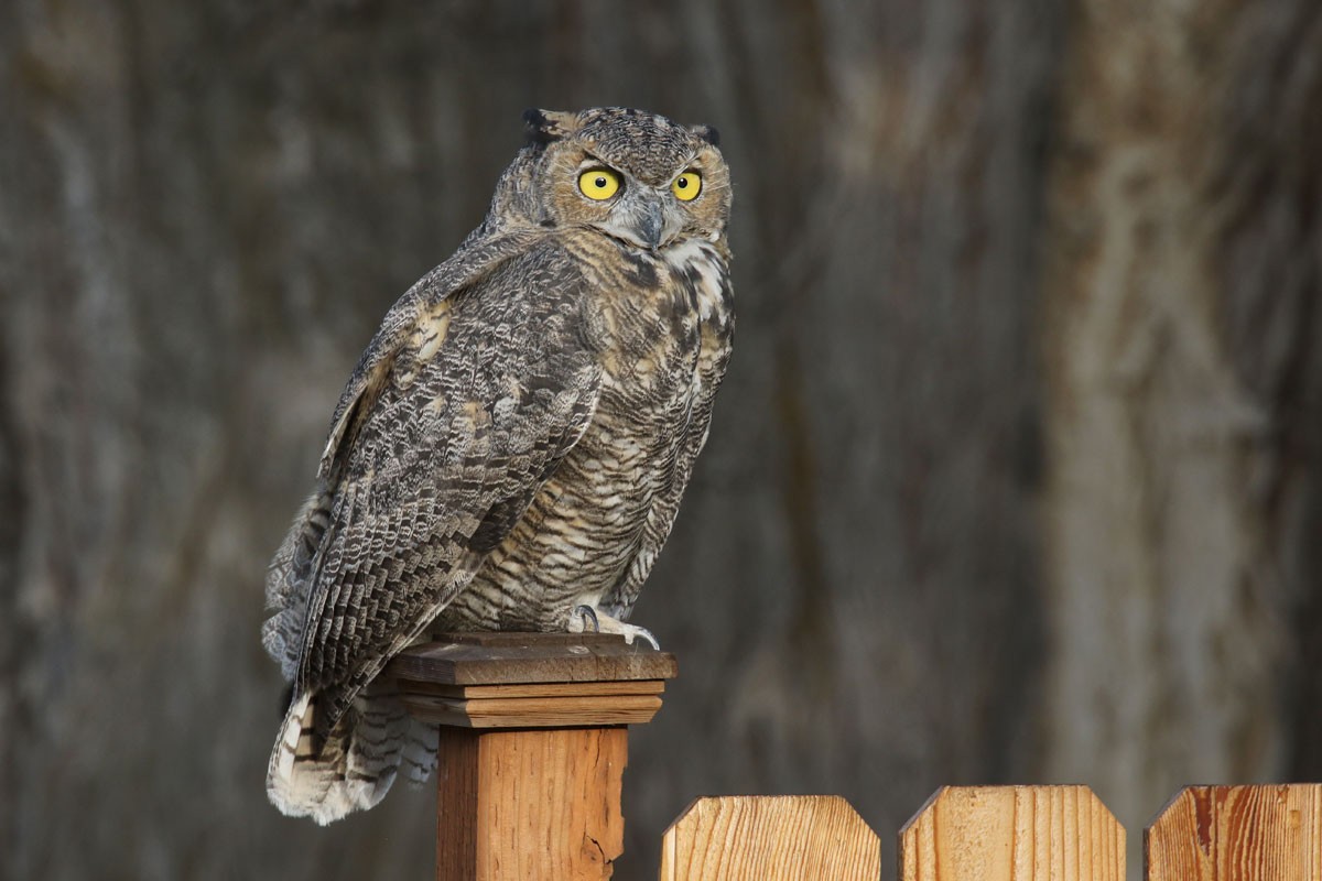 Great Horned Owl - Noah Strycker