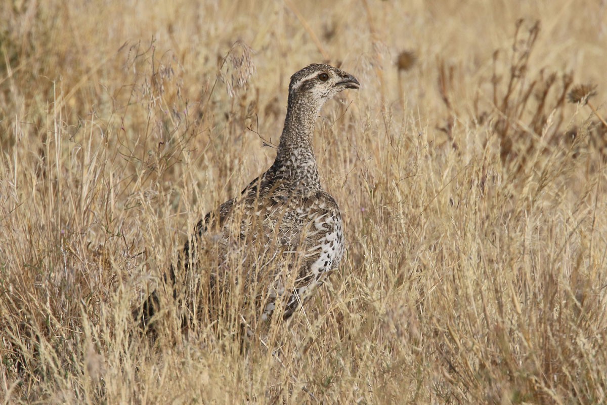 Greater Sage-Grouse - ML66605621