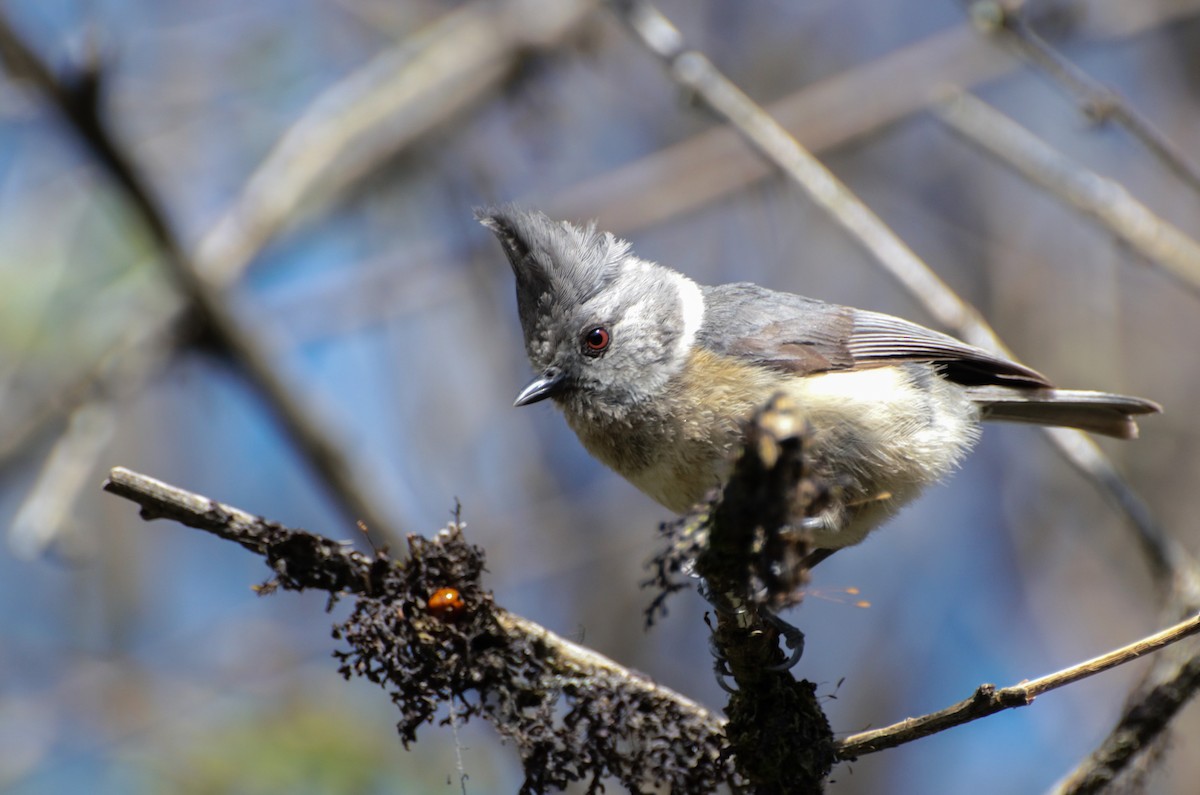 Gray-crested Tit - ML66605861