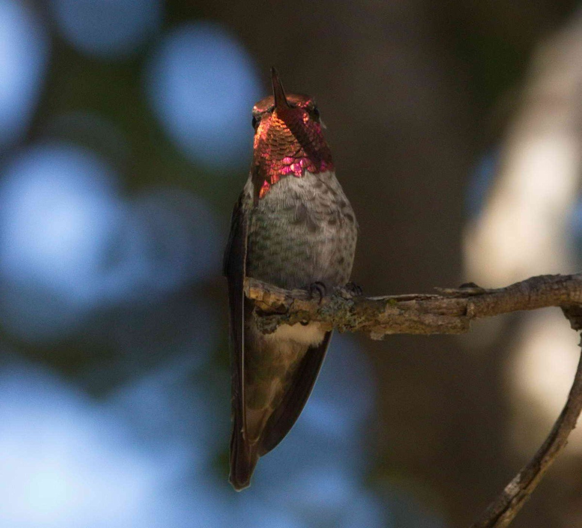 Anna's Hummingbird - DAB DAB