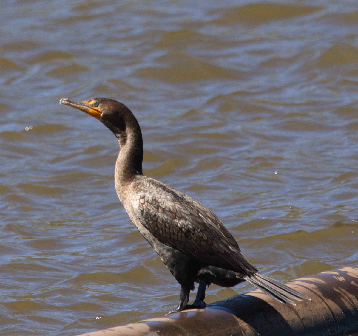 Double-crested Cormorant - DAB DAB