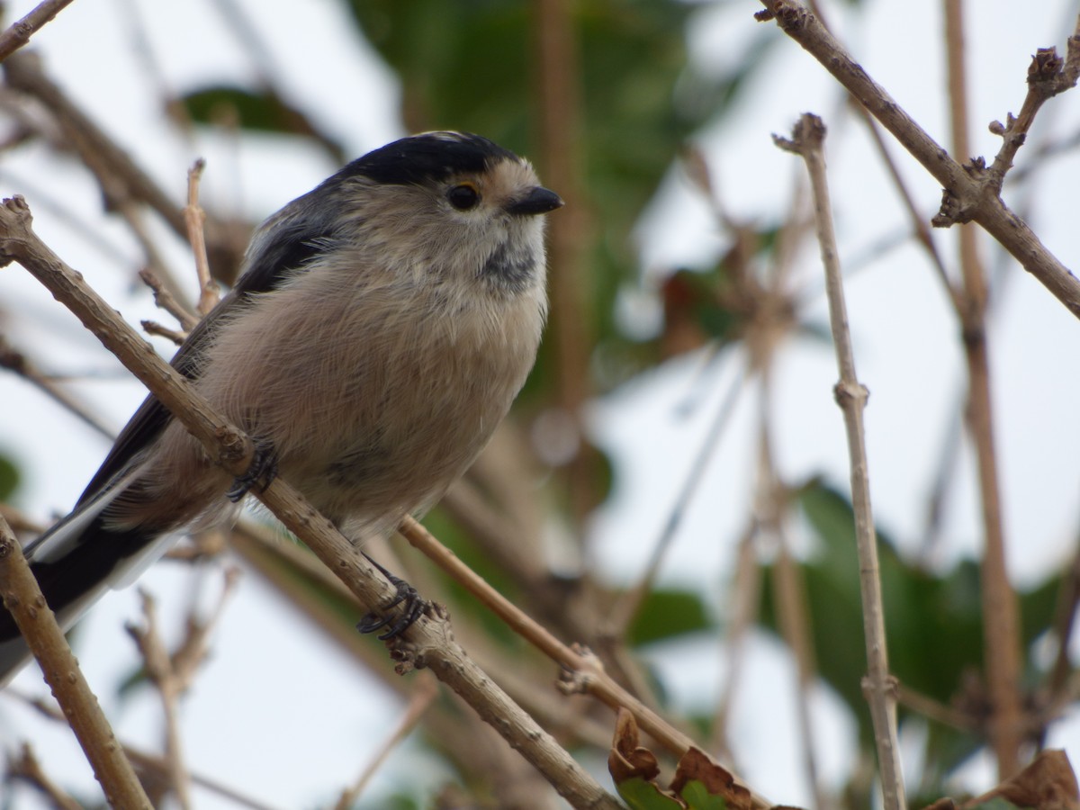 Silver-throated Tit - ML66607991