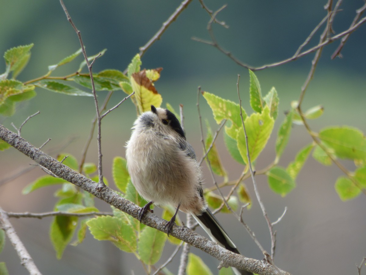 Silver-throated Tit - ML66608001