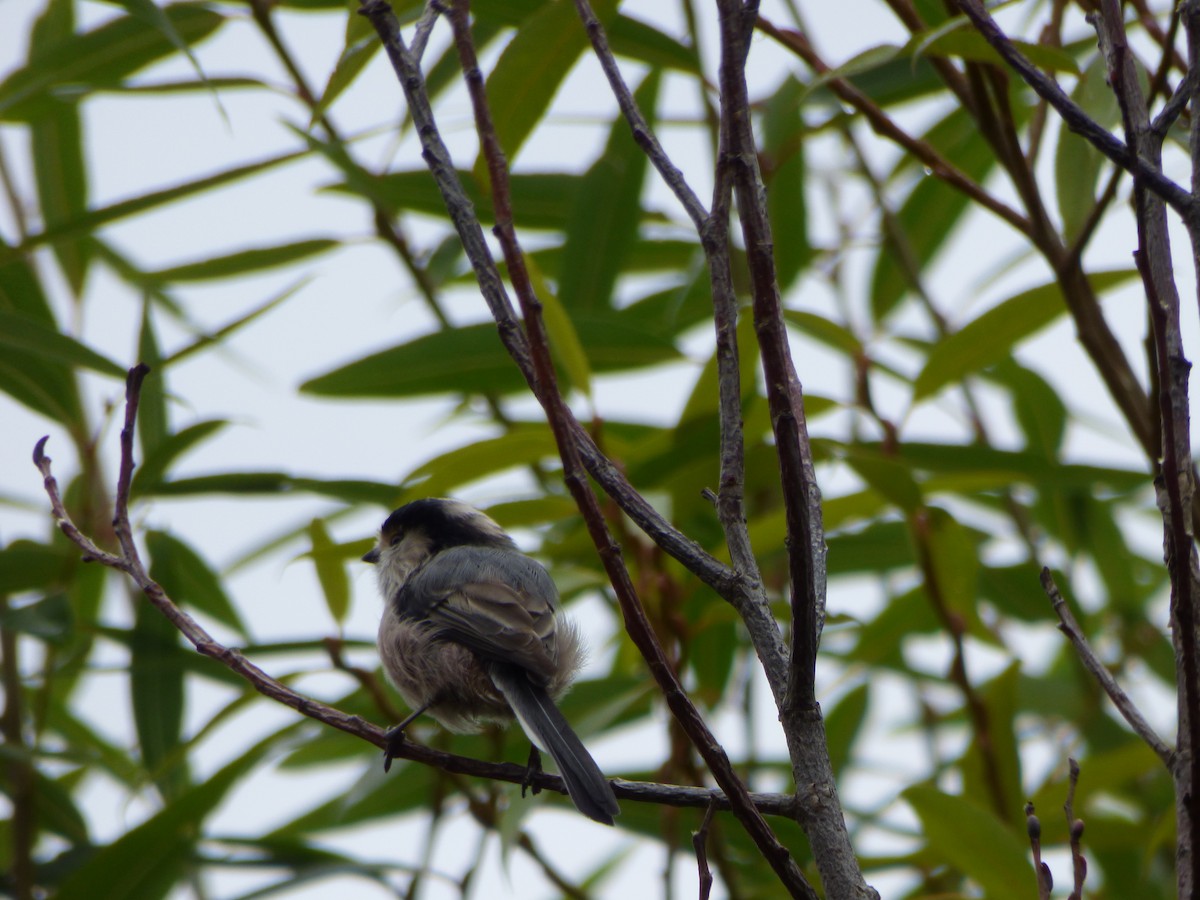 Silver-throated Tit - ML66608121