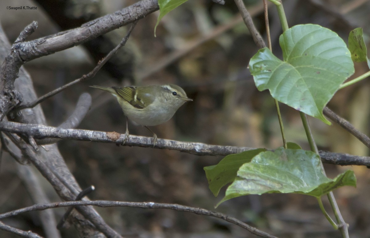 Yellow-browed Warbler - ML66608171