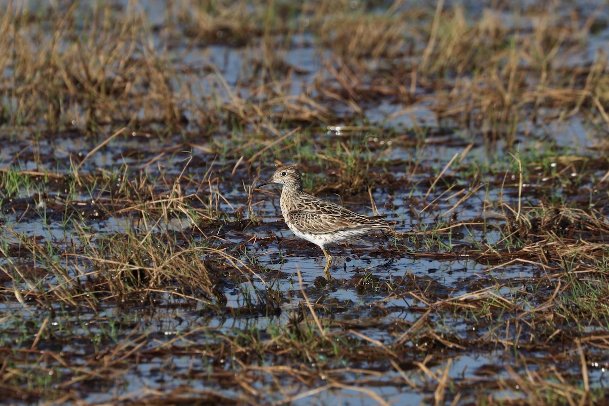 Sharp-tailed Sandpiper - Ged Tranter