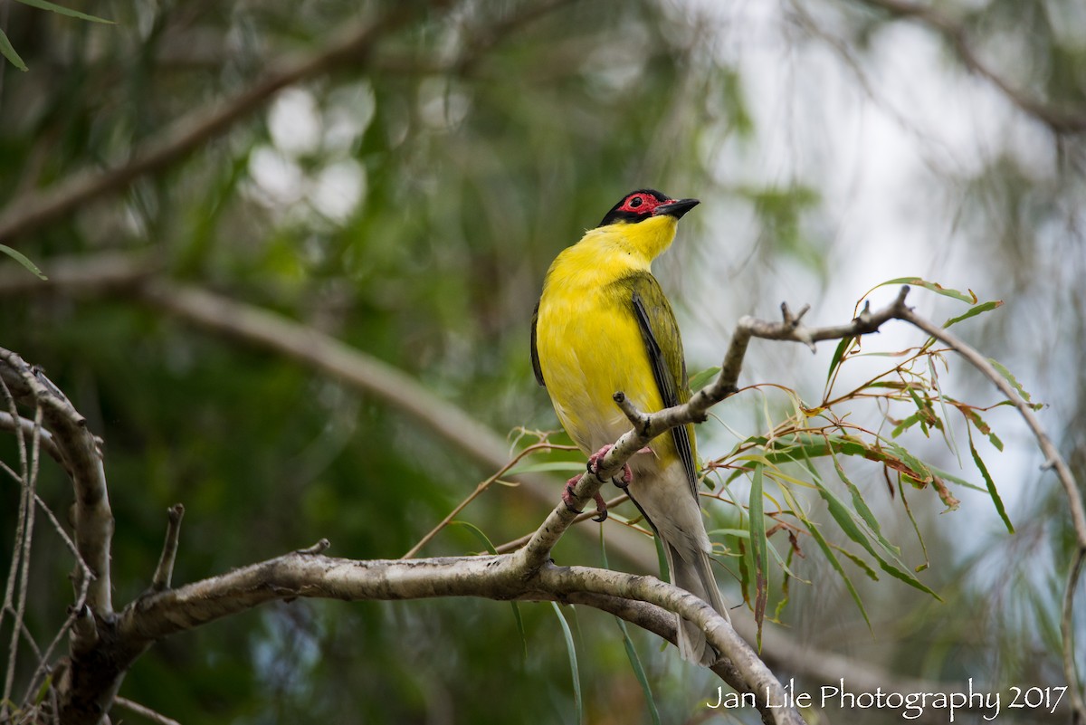 Australasian Figbird - Jan Lile