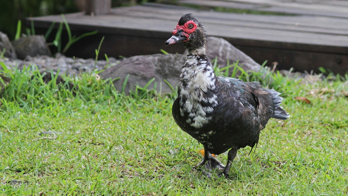 Muscovy Duck (Domestic type) - ML66612591