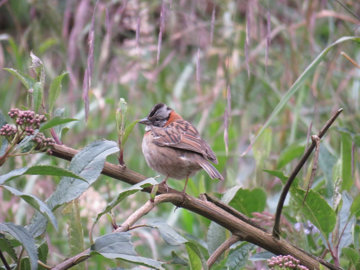 Rufous-collared Sparrow - Sujan Henkanaththegedara