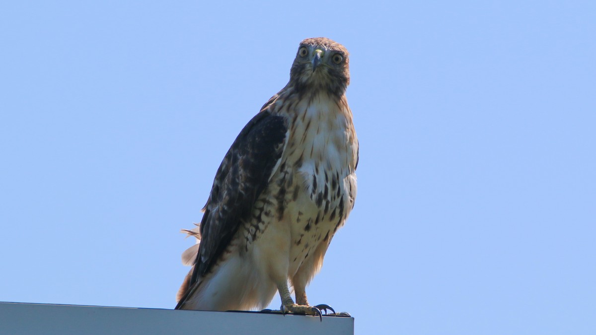 Red-tailed Hawk - ML66612921