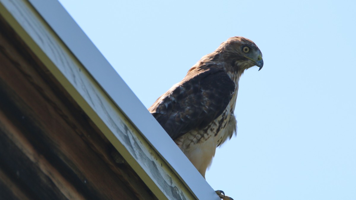 Red-tailed Hawk - ML66612931