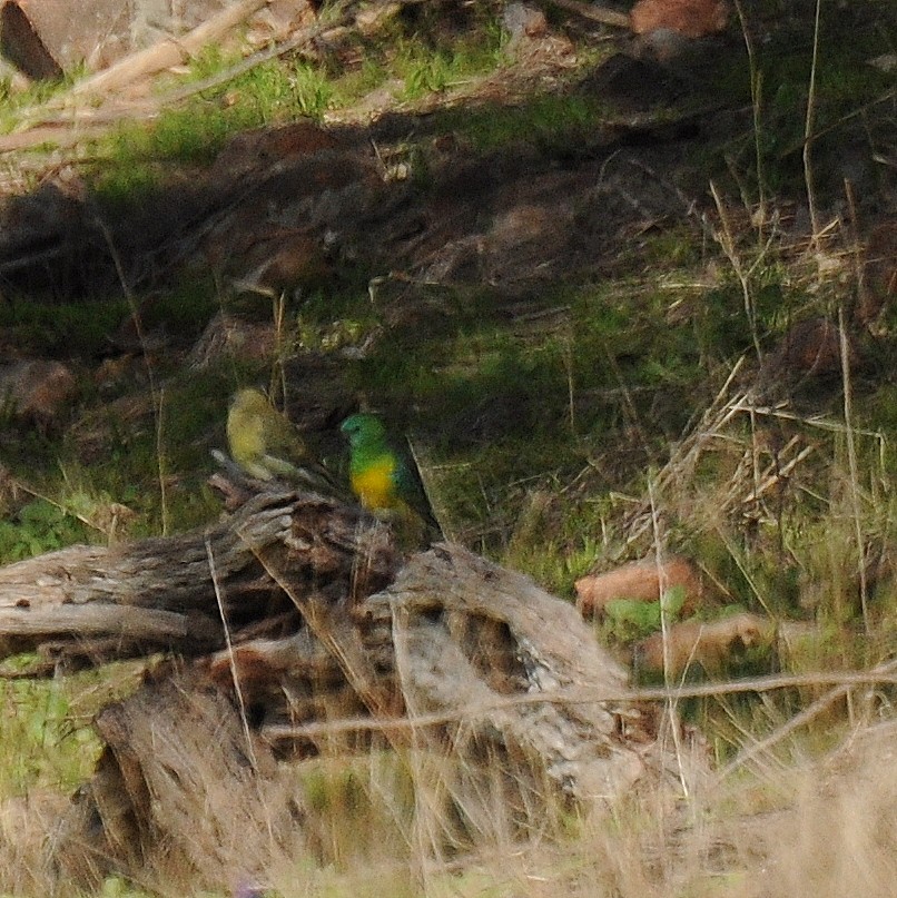 Red-rumped Parrot - ML66617721