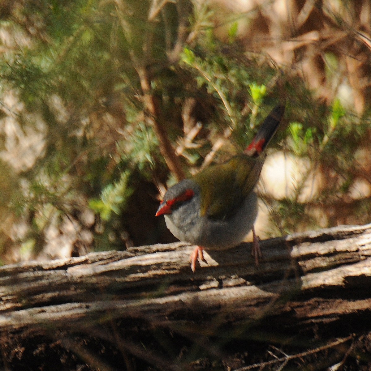 Red-browed Firetail - ML66618061