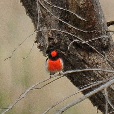 Red-capped Robin - ML66618541