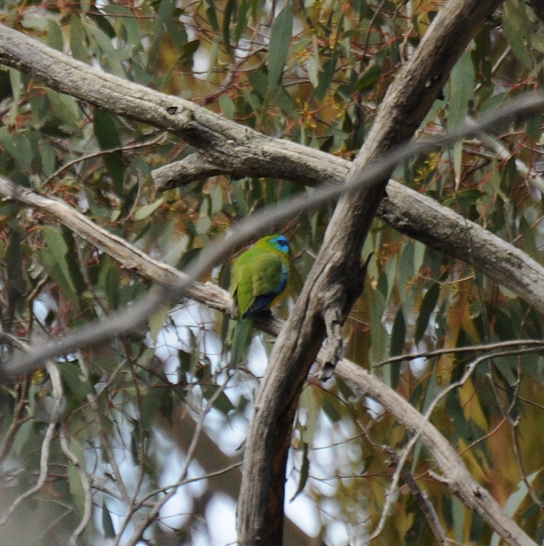 Turquoise Parrot - ML66618581
