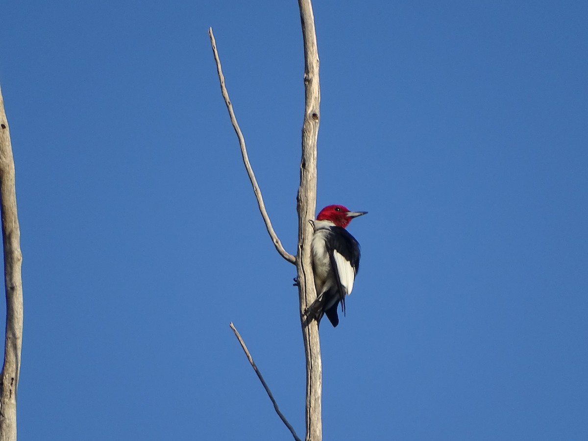 Red-headed Woodpecker - ML66618651