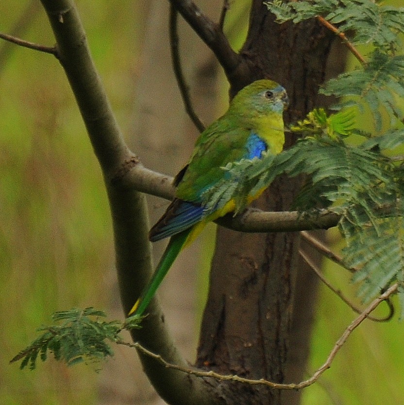 Turquoise Parrot - Diana Flora Padron Novoa