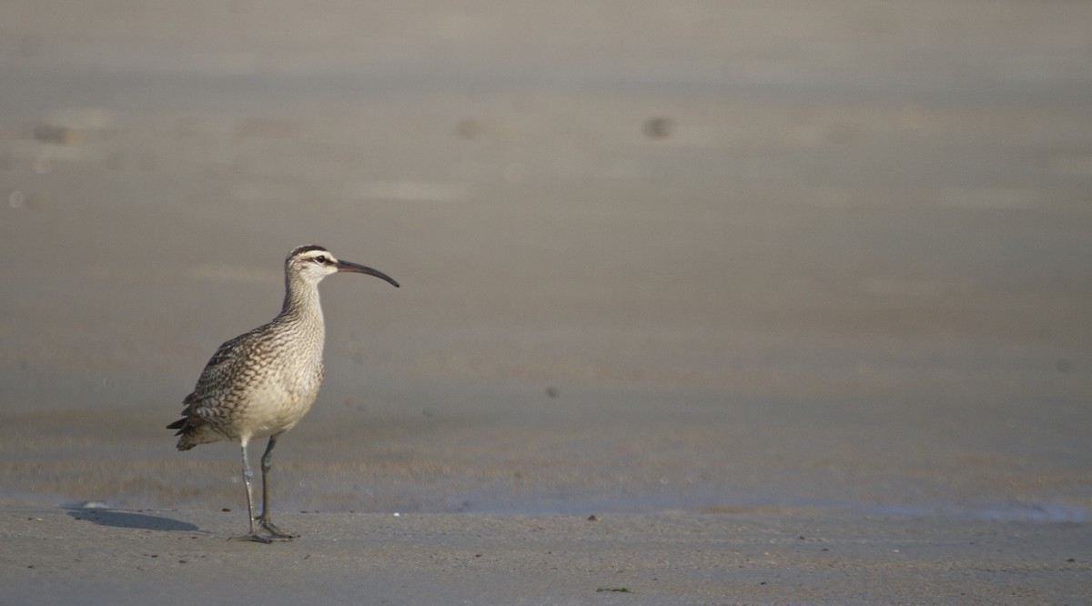 Whimbrel - Will Sweet