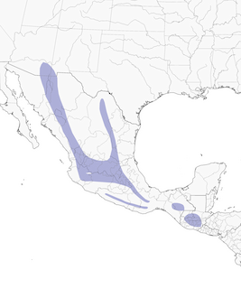 Distribution of the Yellow-eyed Junco - Range Map