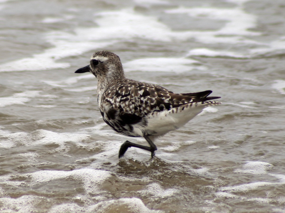 Black-bellied Plover - Dika Golovatchoff