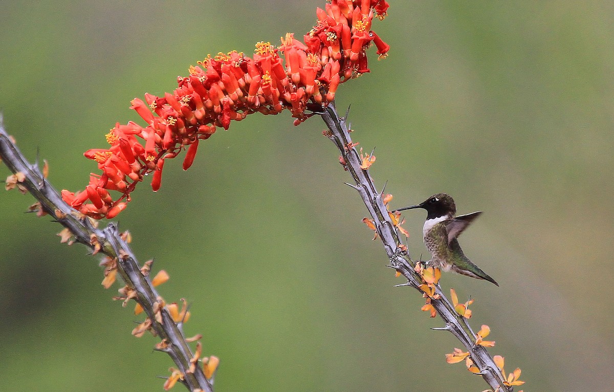 Black-chinned Hummingbird - Patrick MONNEY