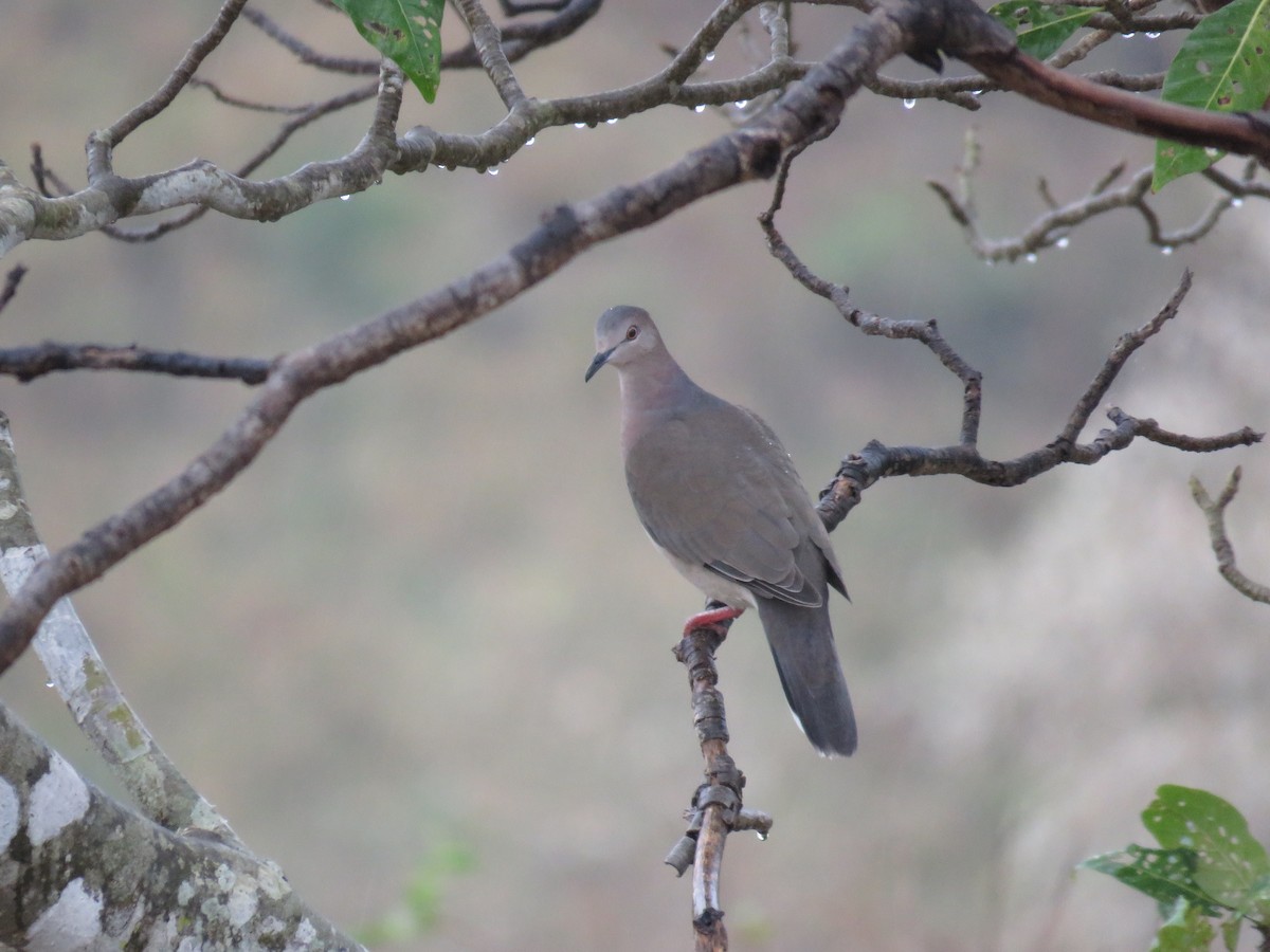 Gray-fronted Dove - ML66624361