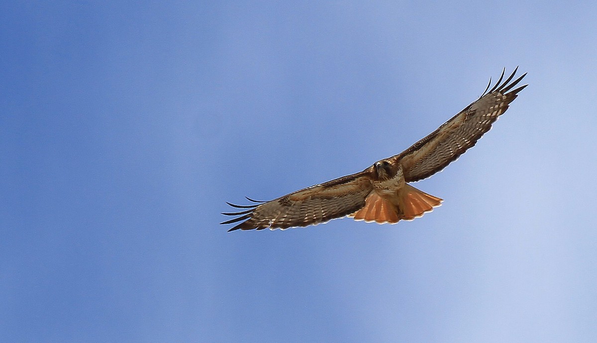 Red-tailed Hawk - Patrick MONNEY