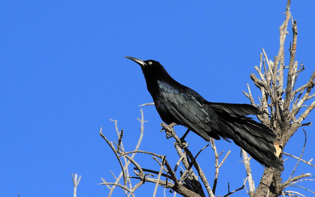 Great-tailed Grackle - ML66625371