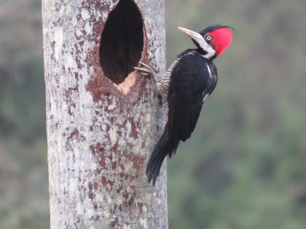 Crimson-crested Woodpecker - Duston Larsen