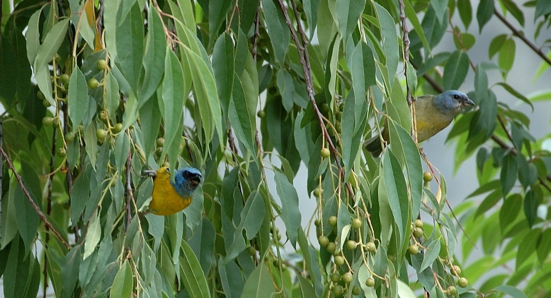 Blue-and-yellow Tanager - ML66625931