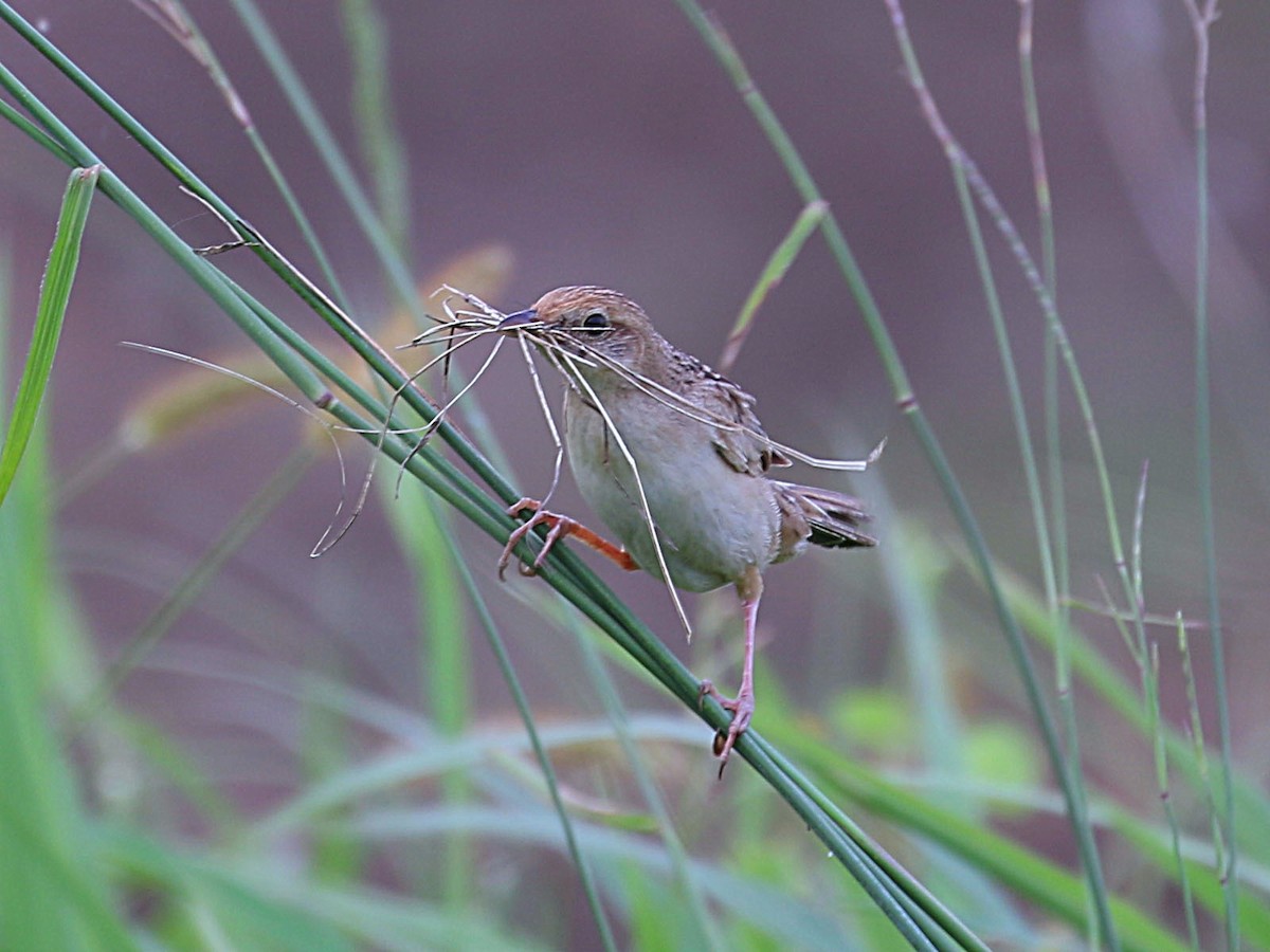 Bristled Grassbird - JUGAL PATEL