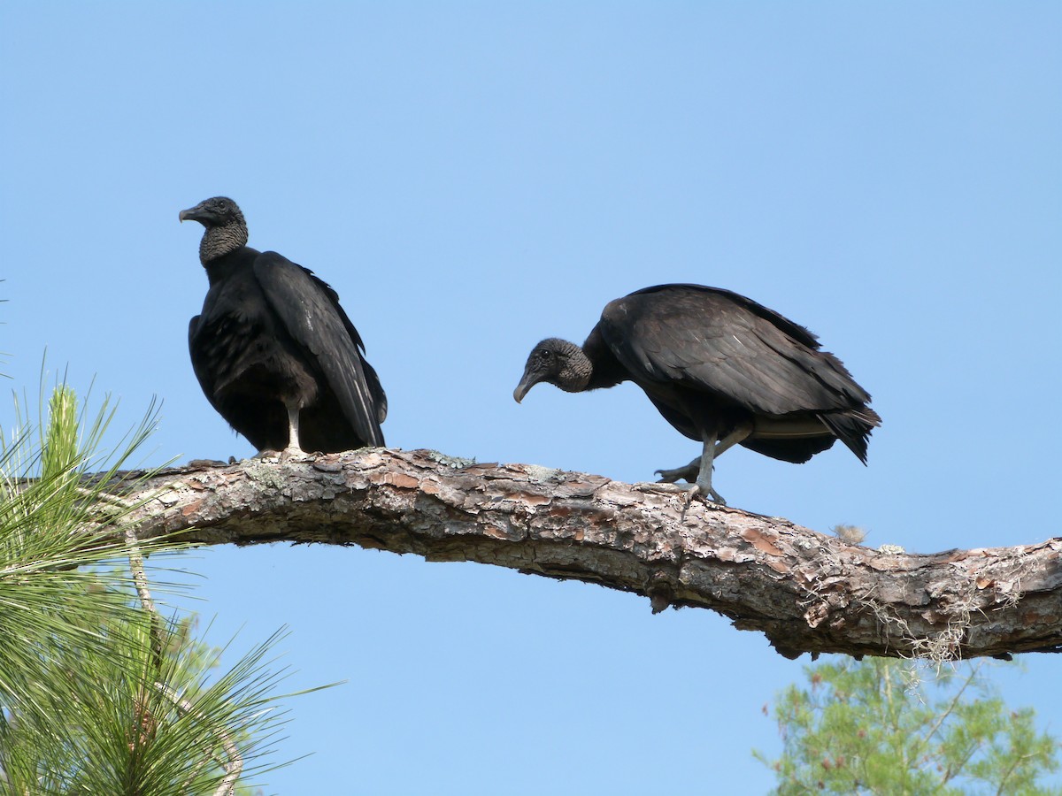 Black Vulture - Dave Bowman