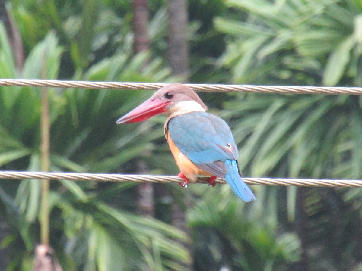 Stork-billed Kingfisher - Pradeep Kidoor