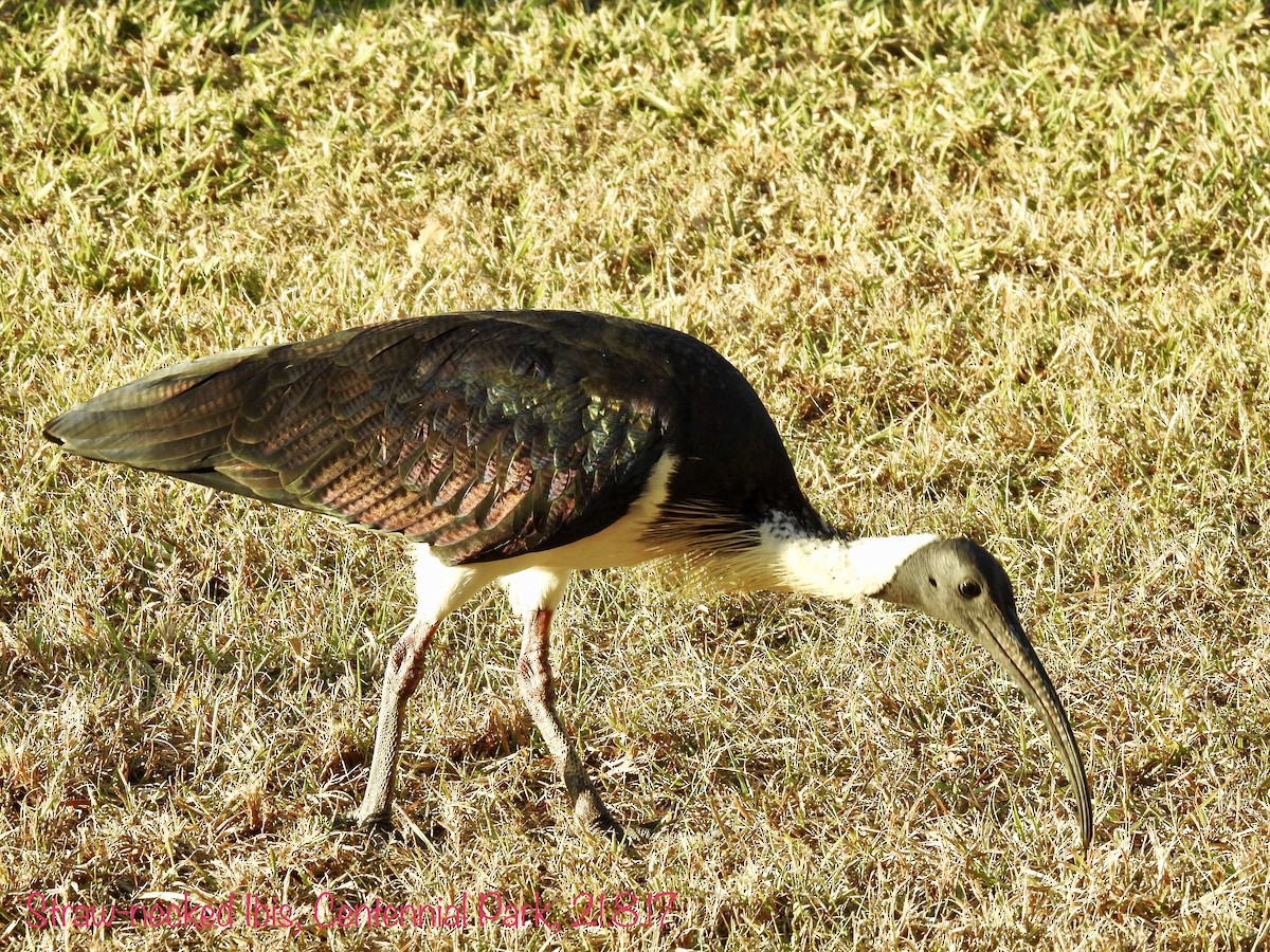 ibis slámokrký - ML66629311
