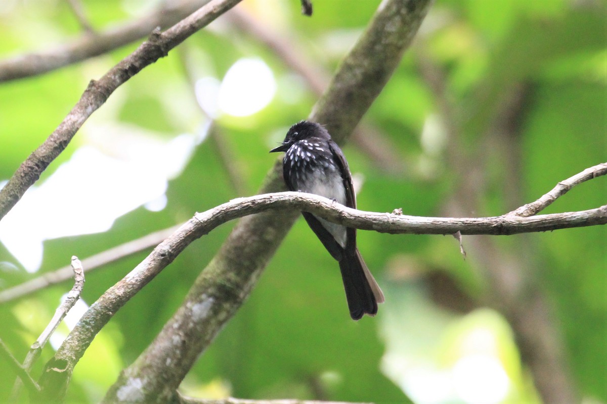 White-winged Fantail - ML66629371