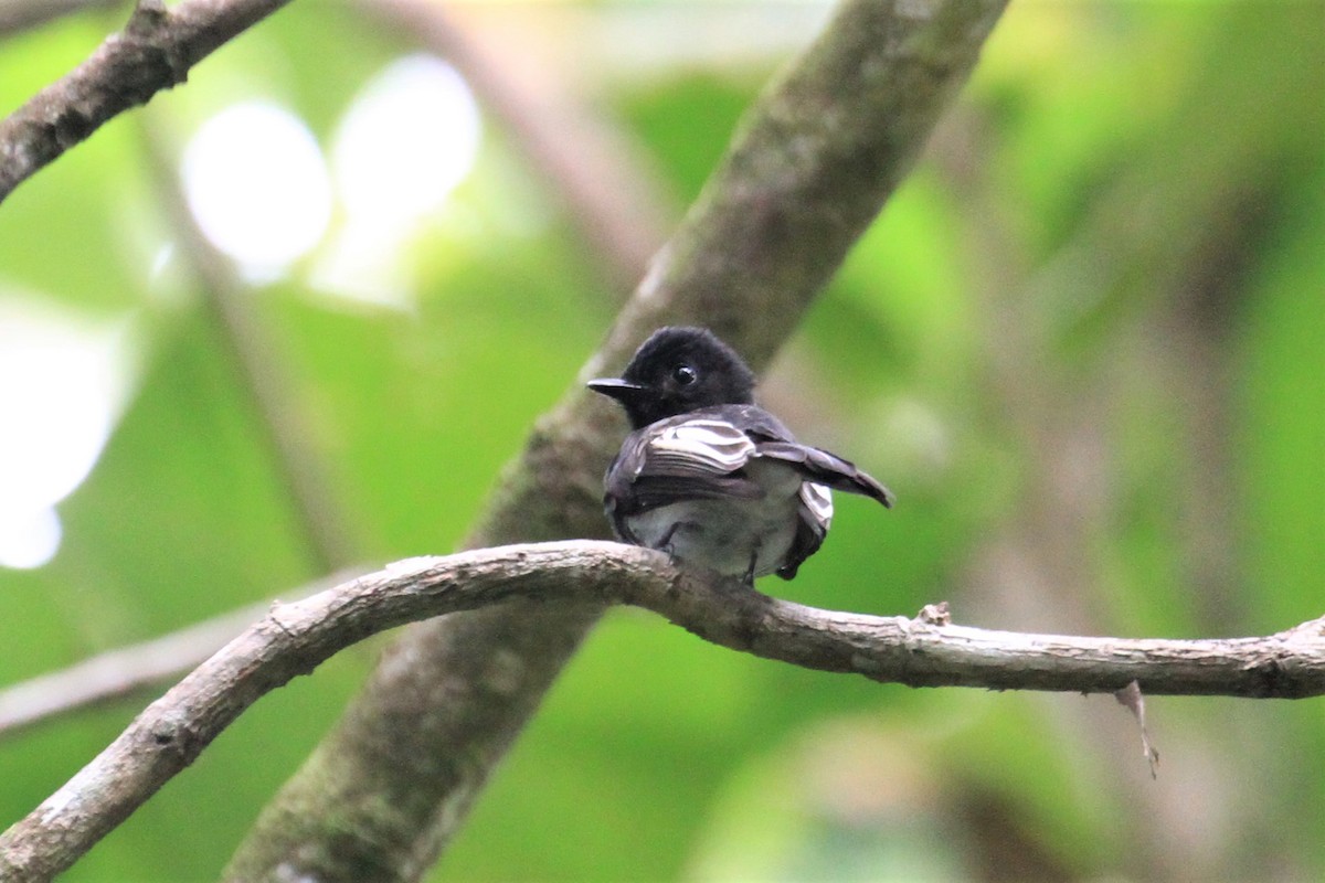 White-winged Fantail - ML66629381