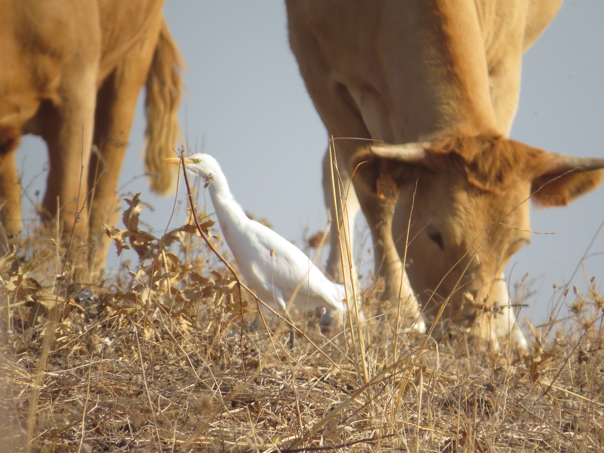 Western Cattle Egret - André Pina