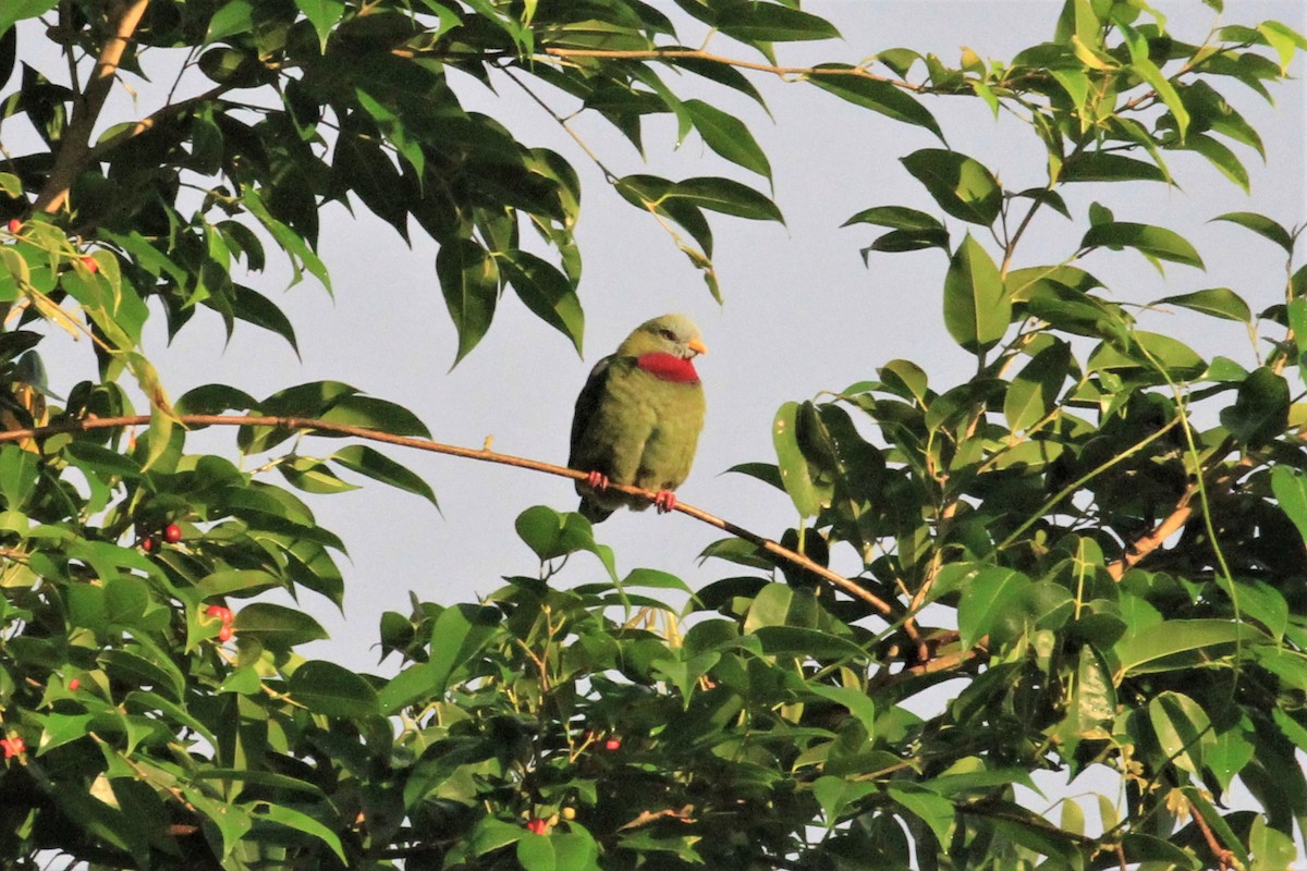 Claret-breasted Fruit-Dove - ML66631871