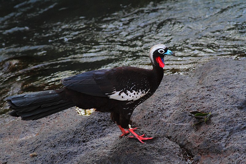 Black-fronted Piping-Guan - ML66632481