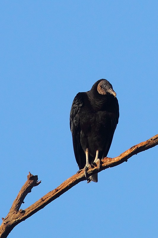 Black Vulture - ML66632531