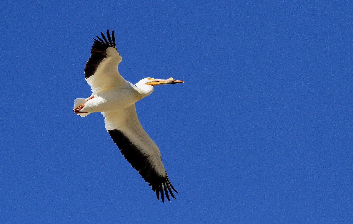 American White Pelican - ML66632931