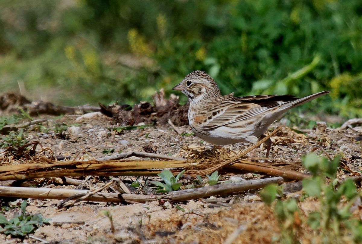 Vesper Sparrow - ML66633511