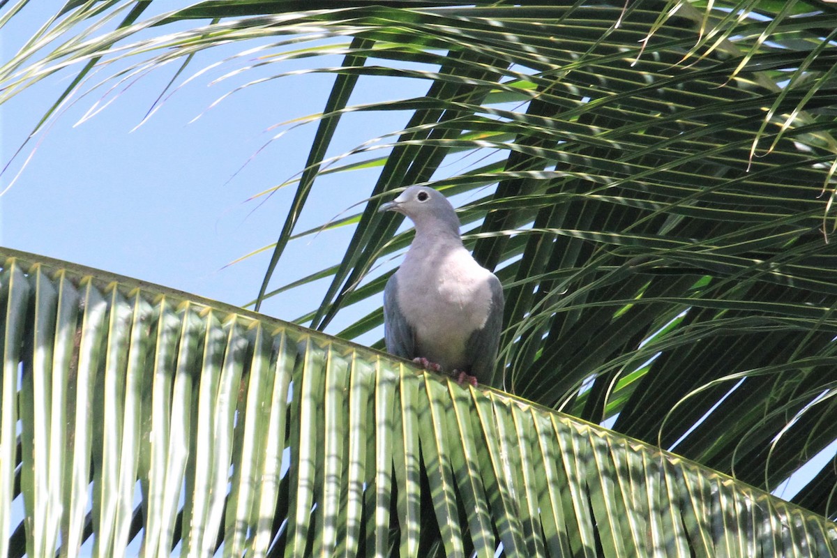Island Imperial-Pigeon - ML66633521