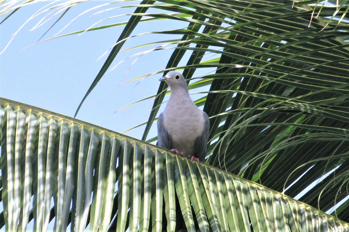 Island Imperial-Pigeon - Charles Davies