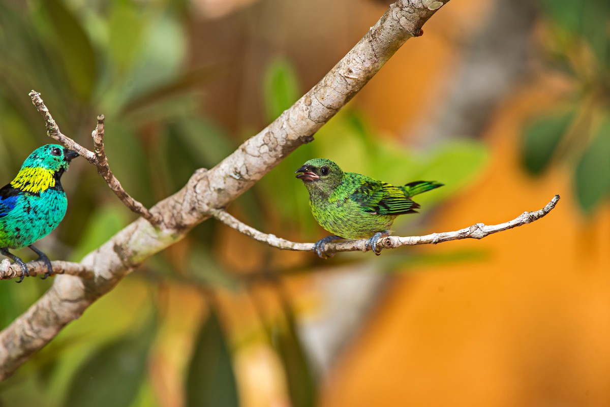 Green-headed Tanager - ML66635451