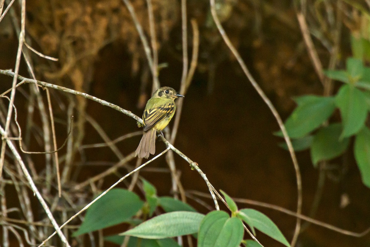 Sepia-capped Flycatcher - ML66635591