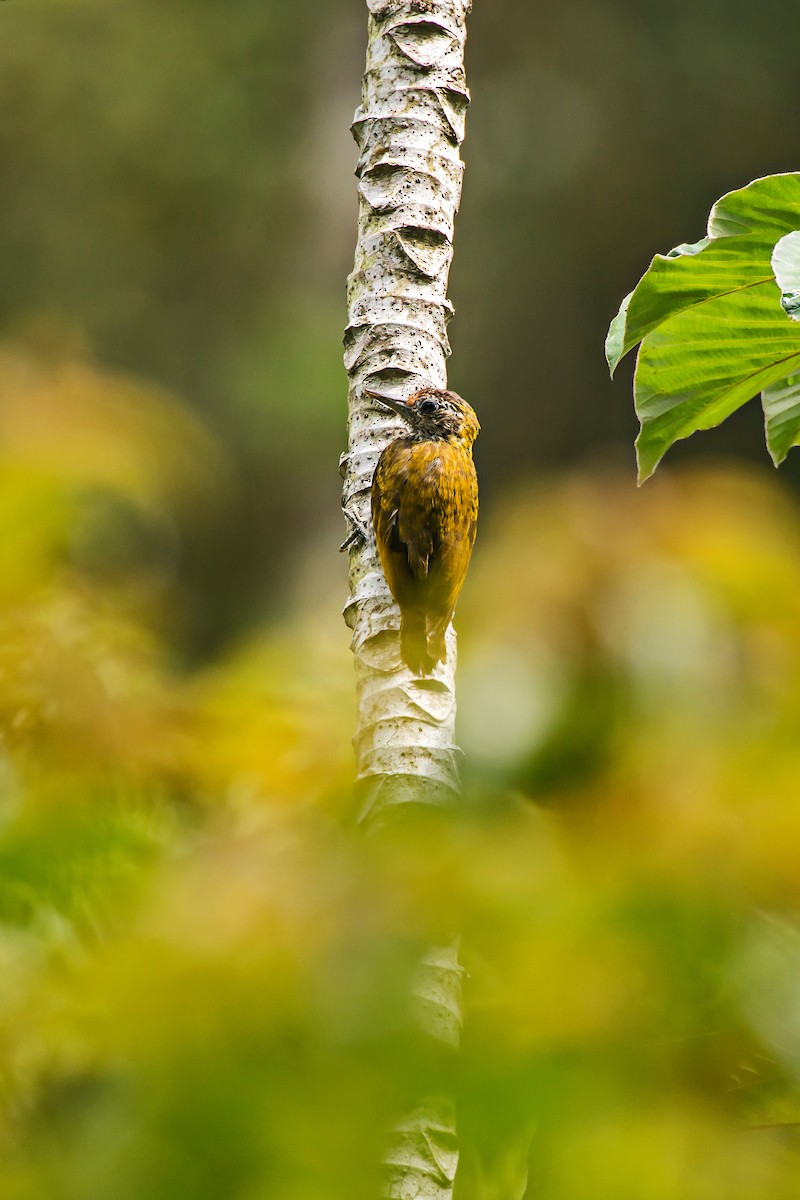 Yellow-eared Woodpecker - ML66635691