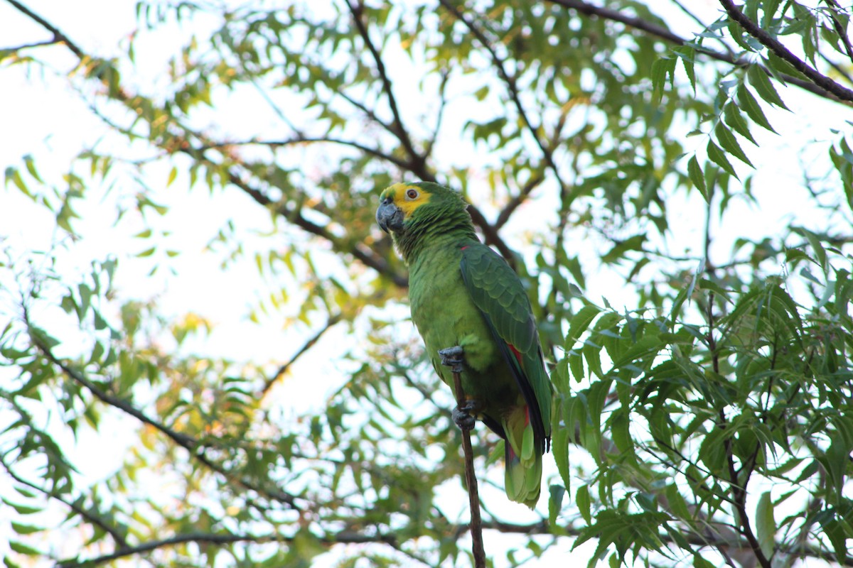 Turquoise-fronted Parrot - ML66638061
